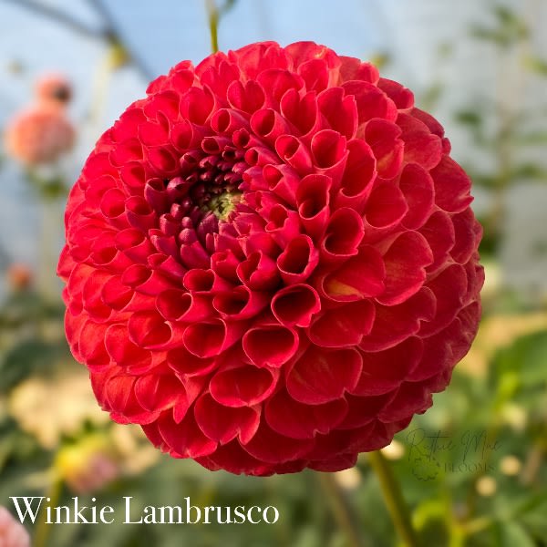 Winkie Lambrusco