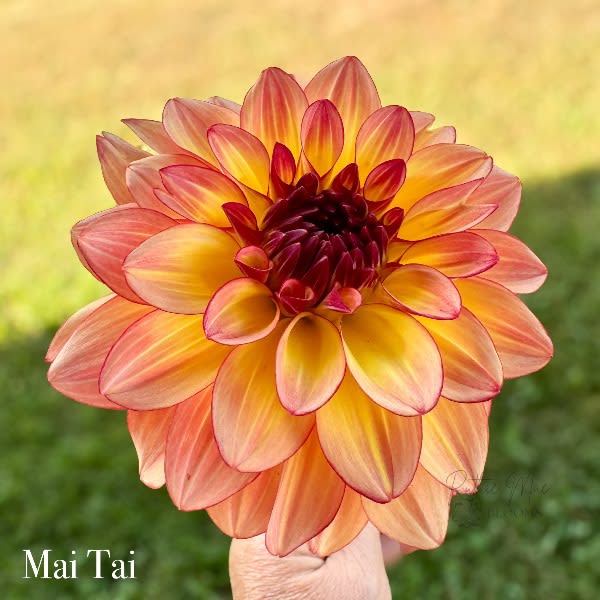 Mai Tai