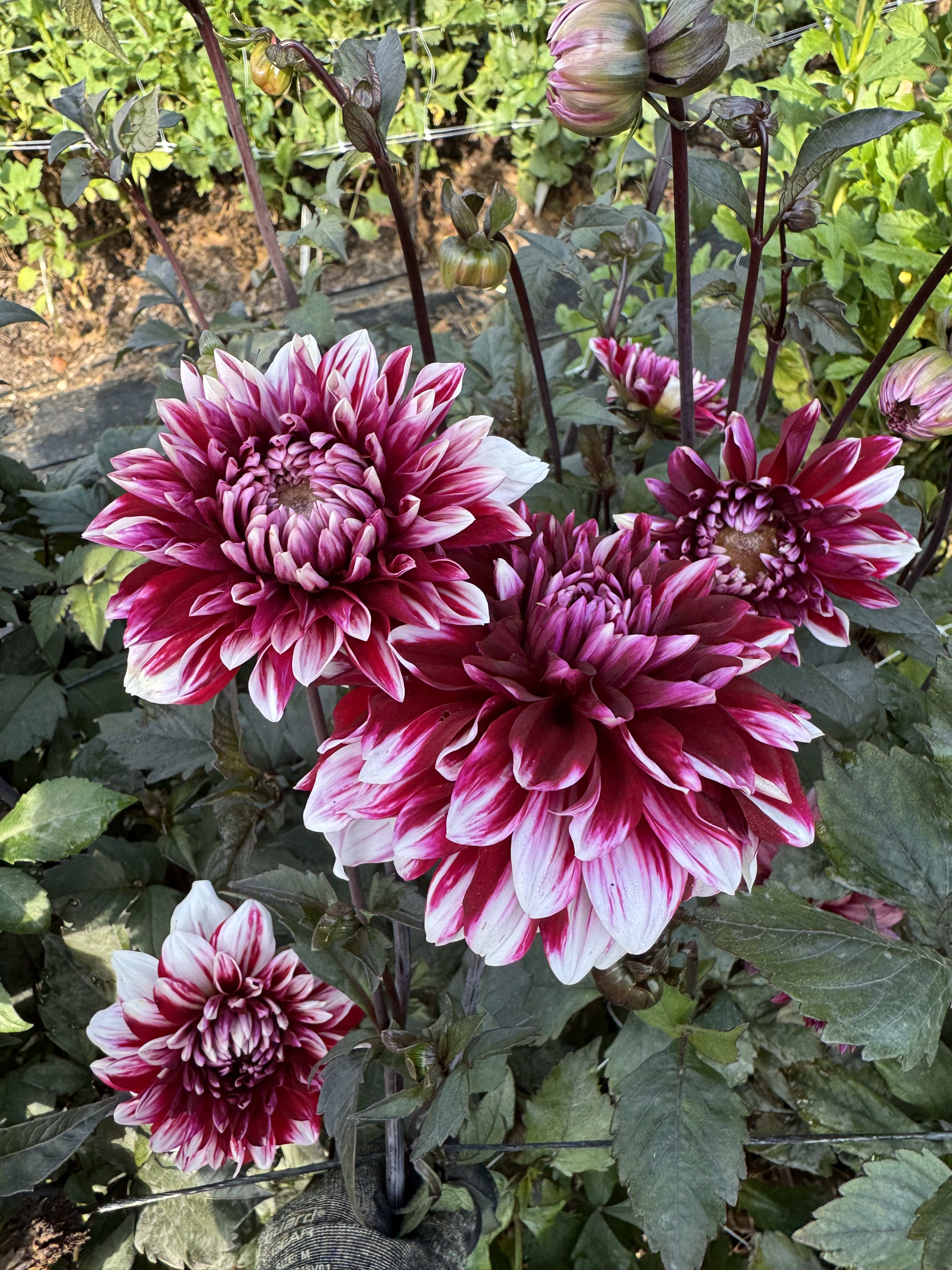 AC Hwy 61 – Ruthie Mae Blooms