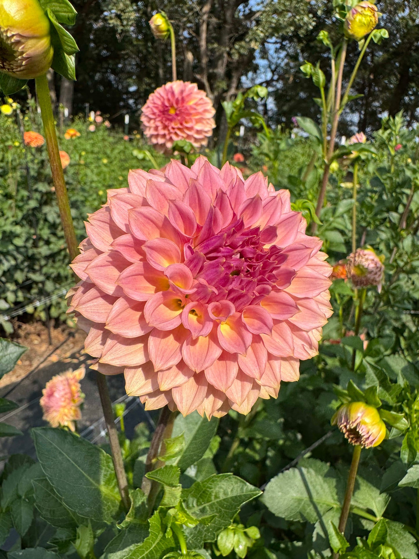 KA's Coral Sea - LIMIT 1