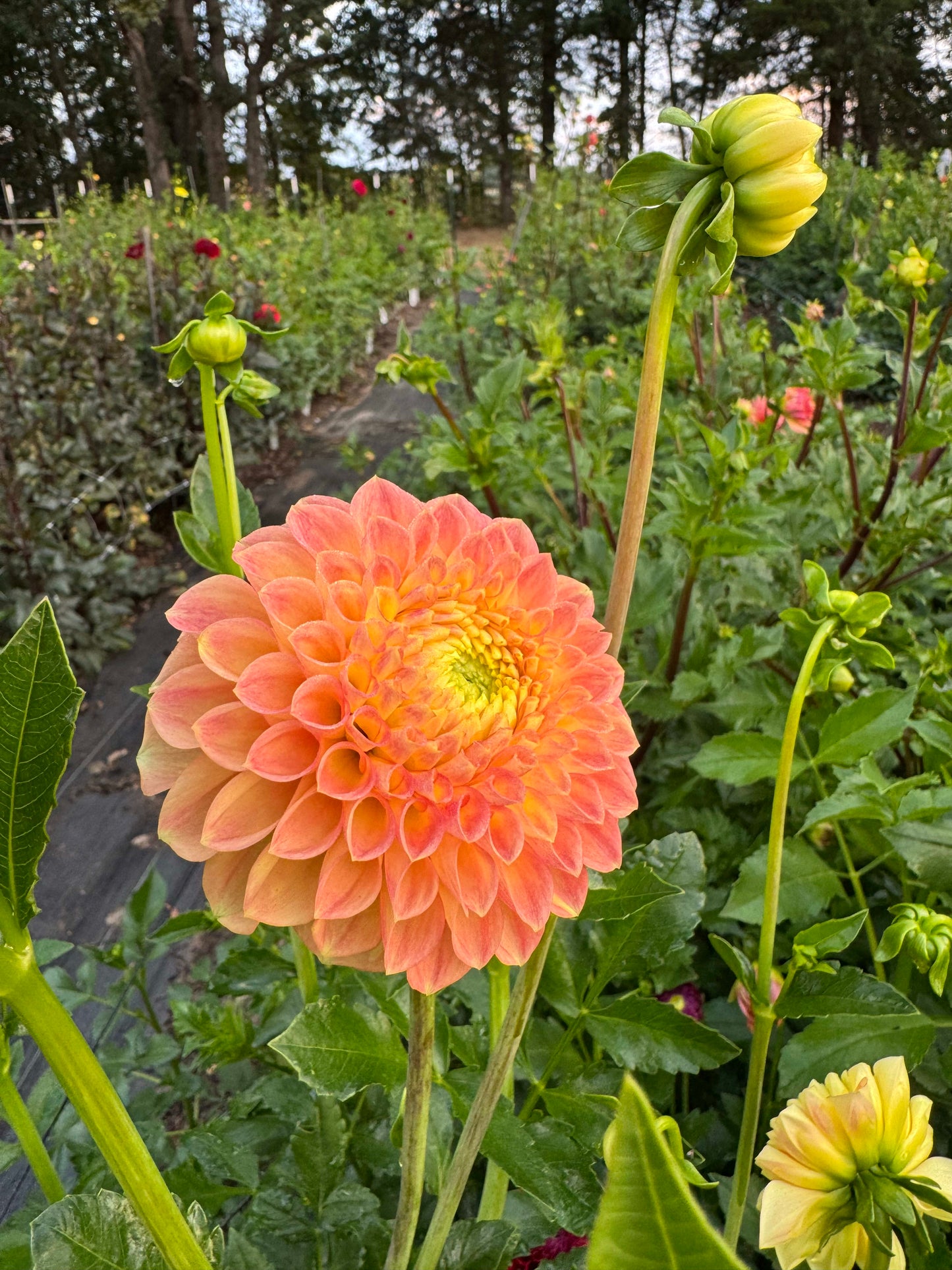 Snoho Doris