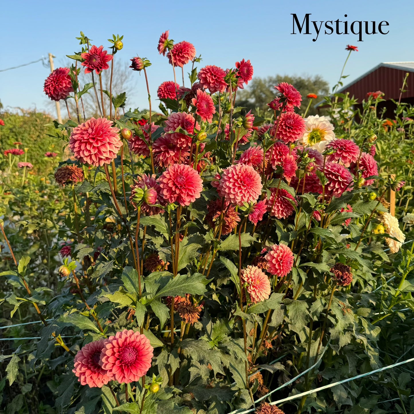 Mystique