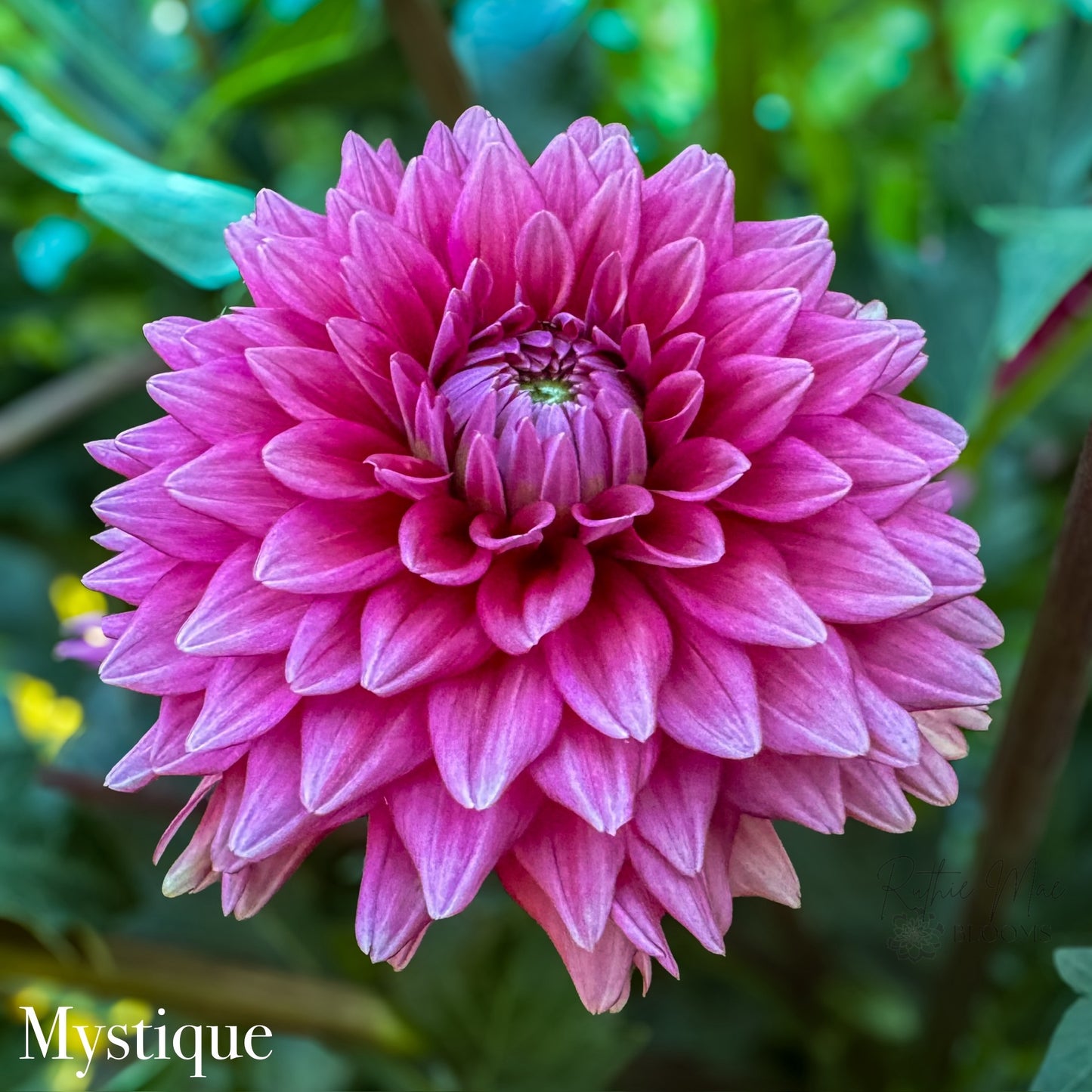 Mystique