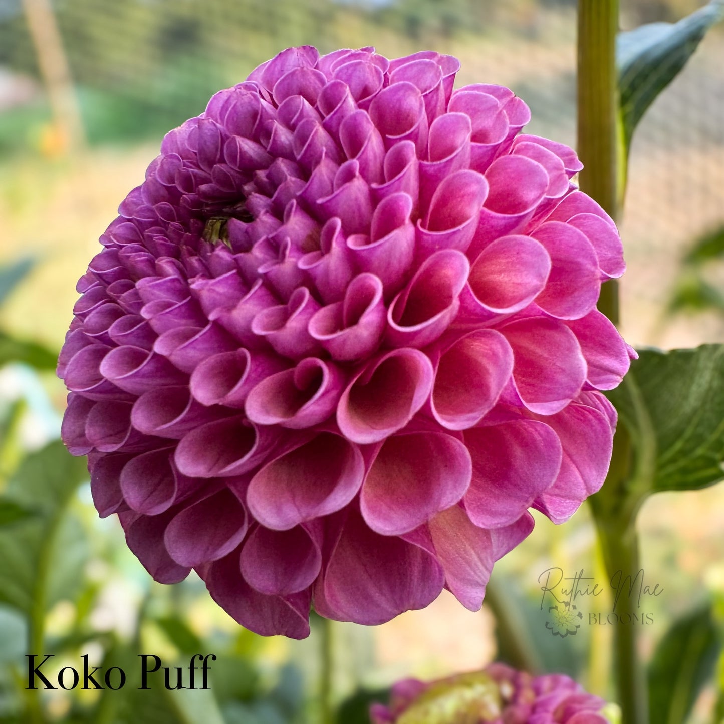 Koko Puff