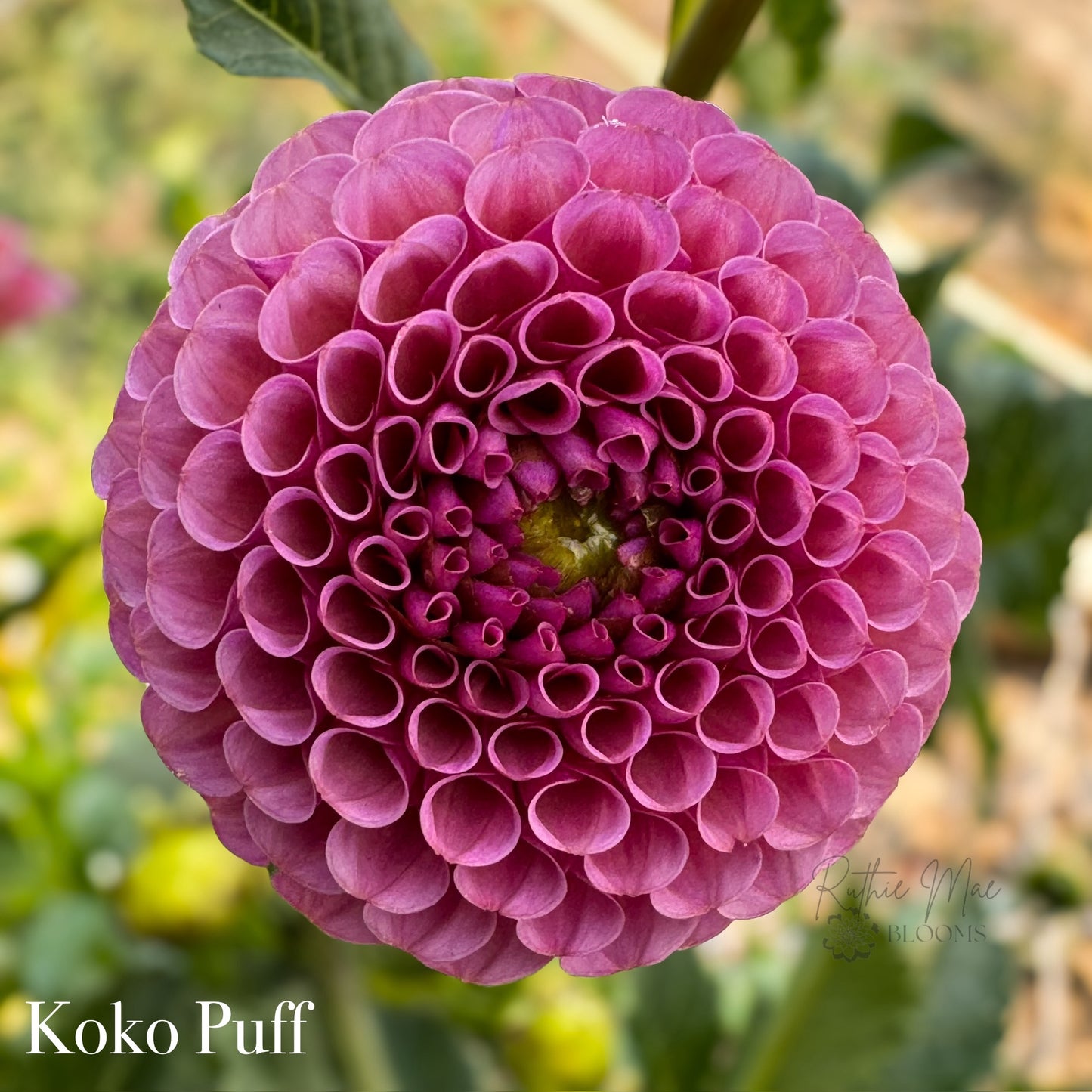 Koko Puff