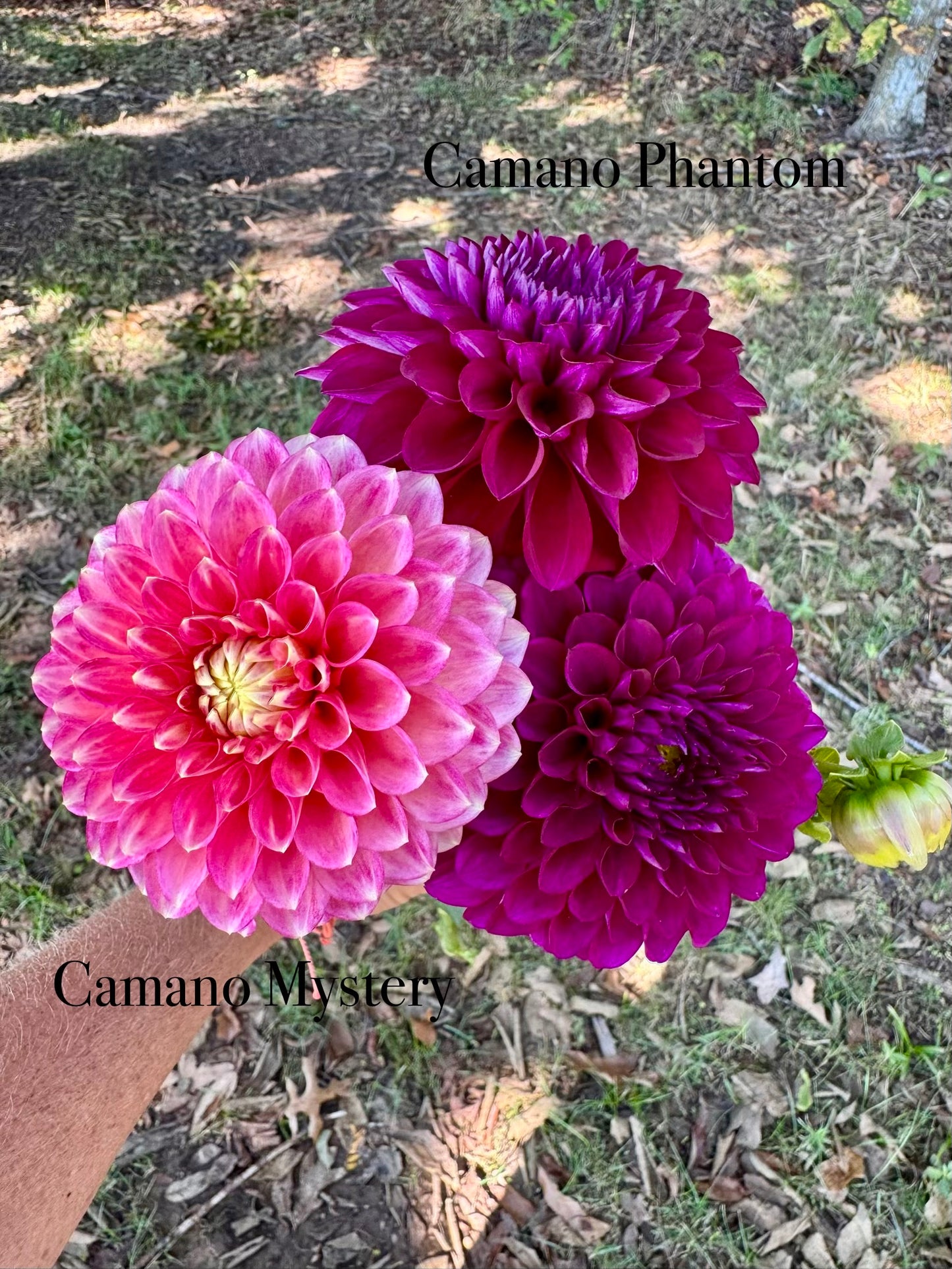 Camano Phantom