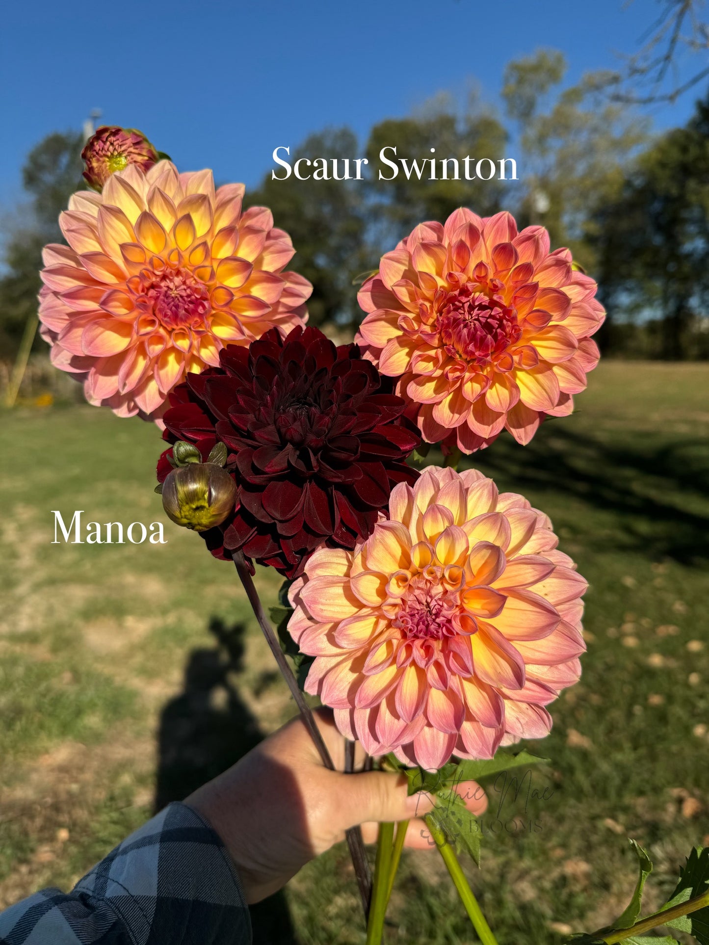 Scaur Swinton