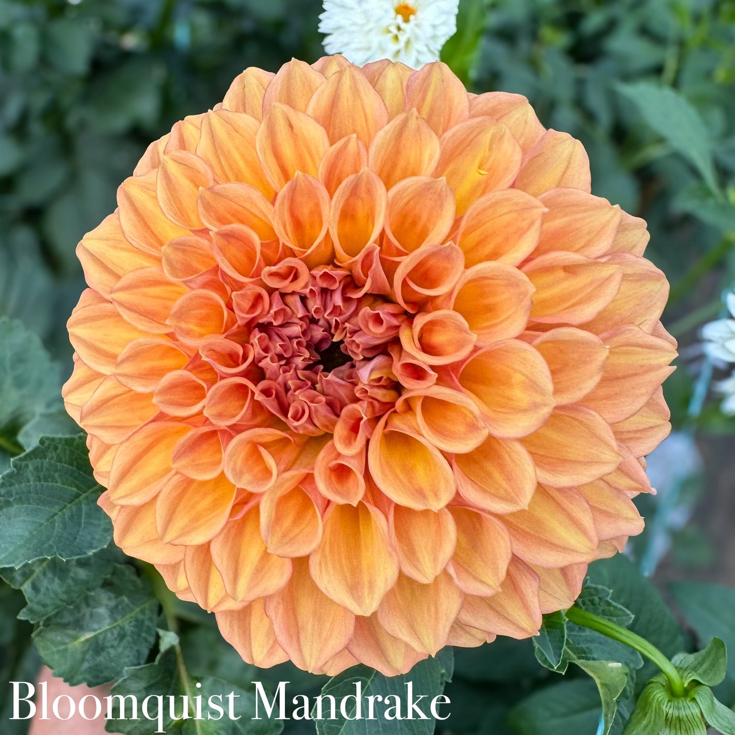 Bloomquist Mandrake