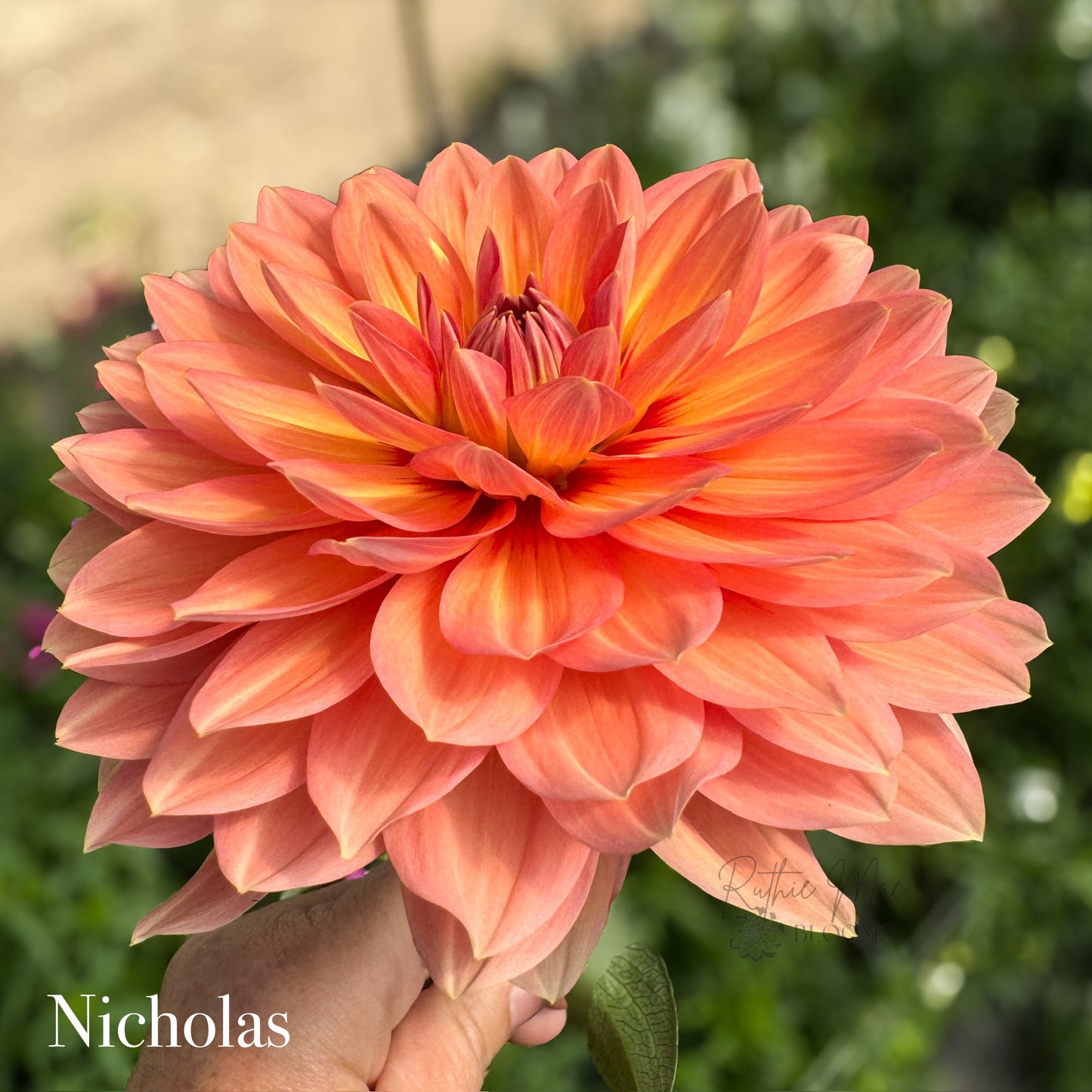 Nicholas