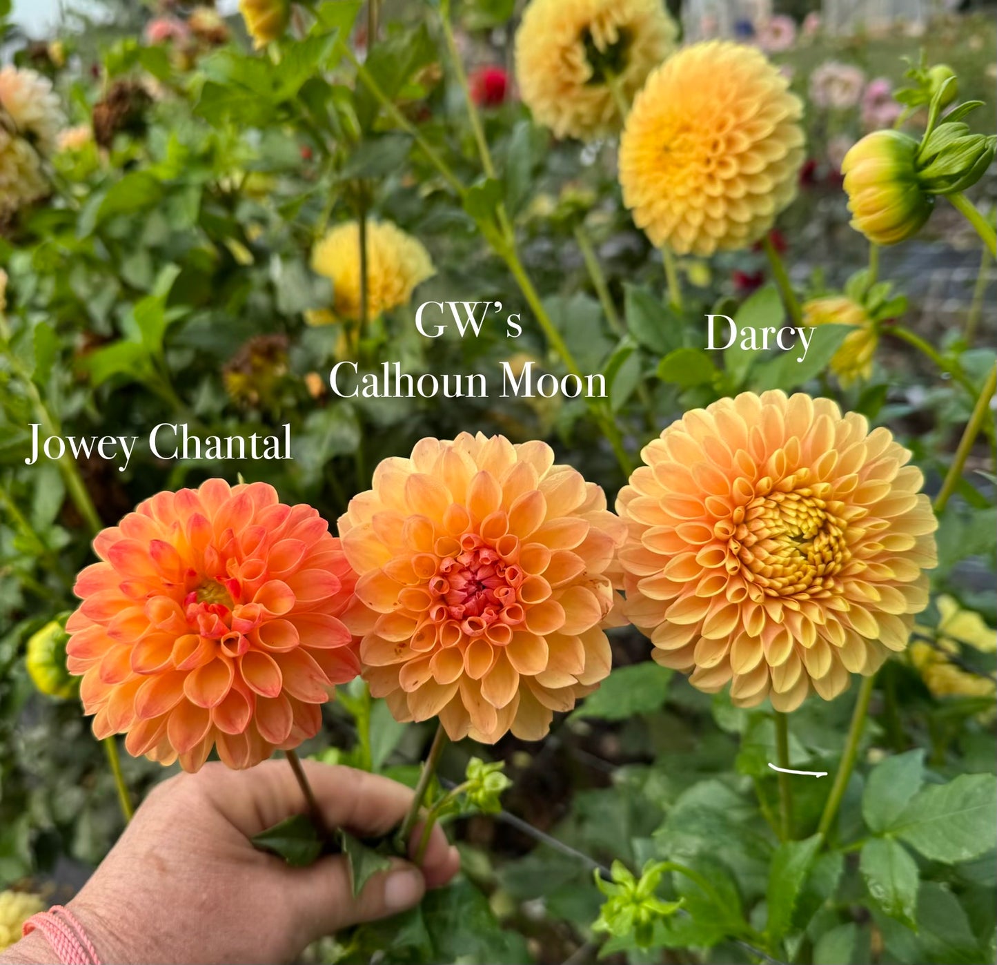 Cut Flower Bouquet Bundle