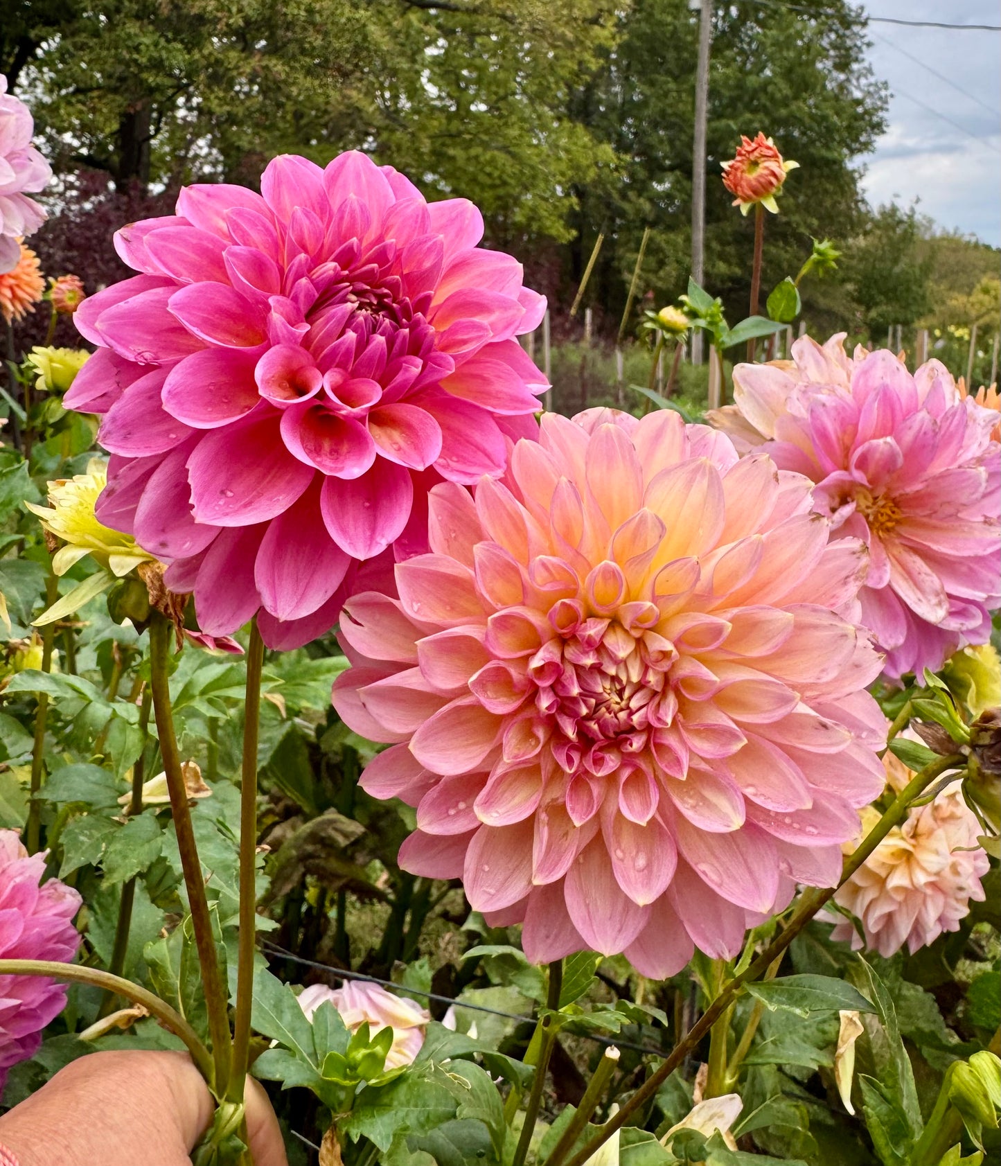 Cut Flower Bouquet Bundle