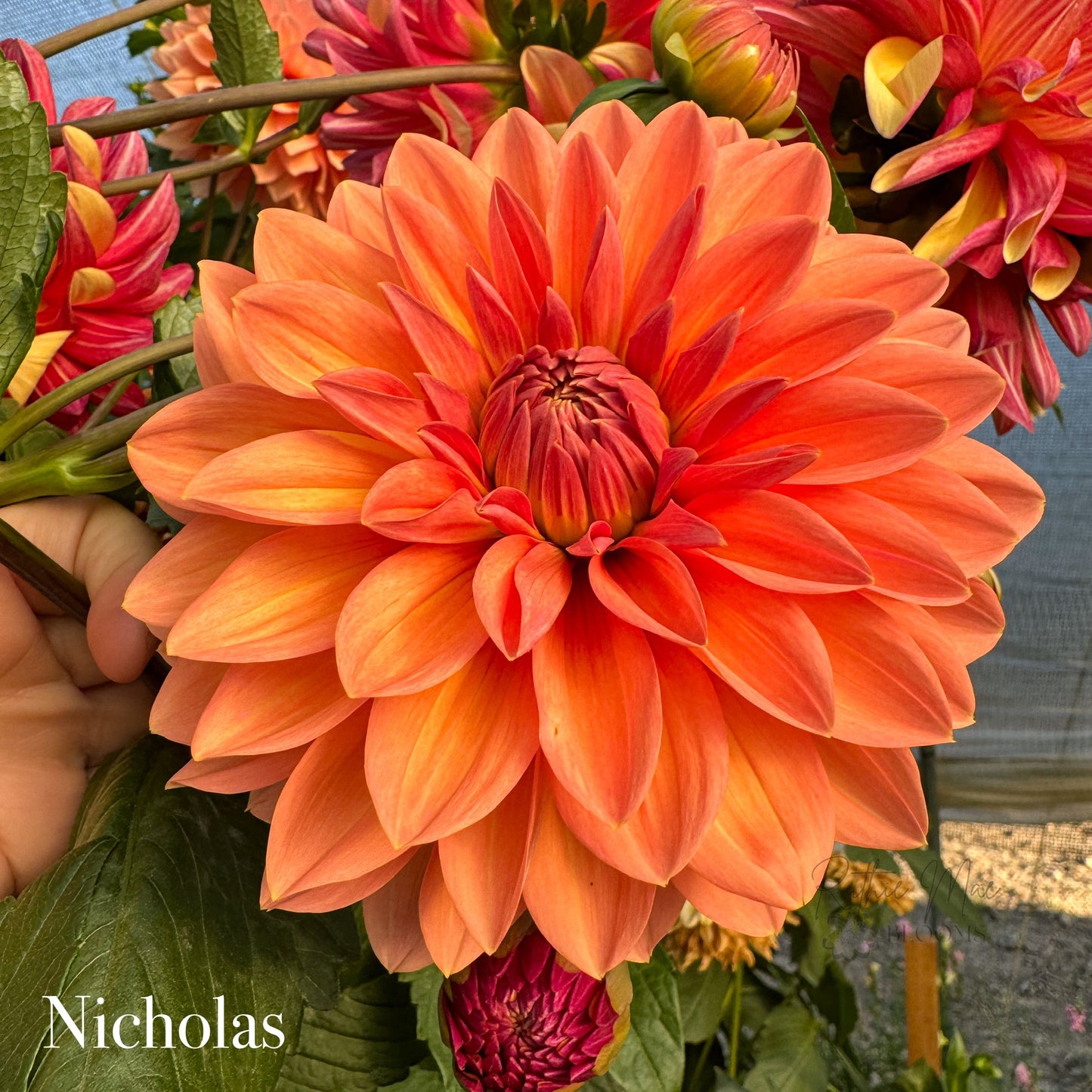 Nicholas