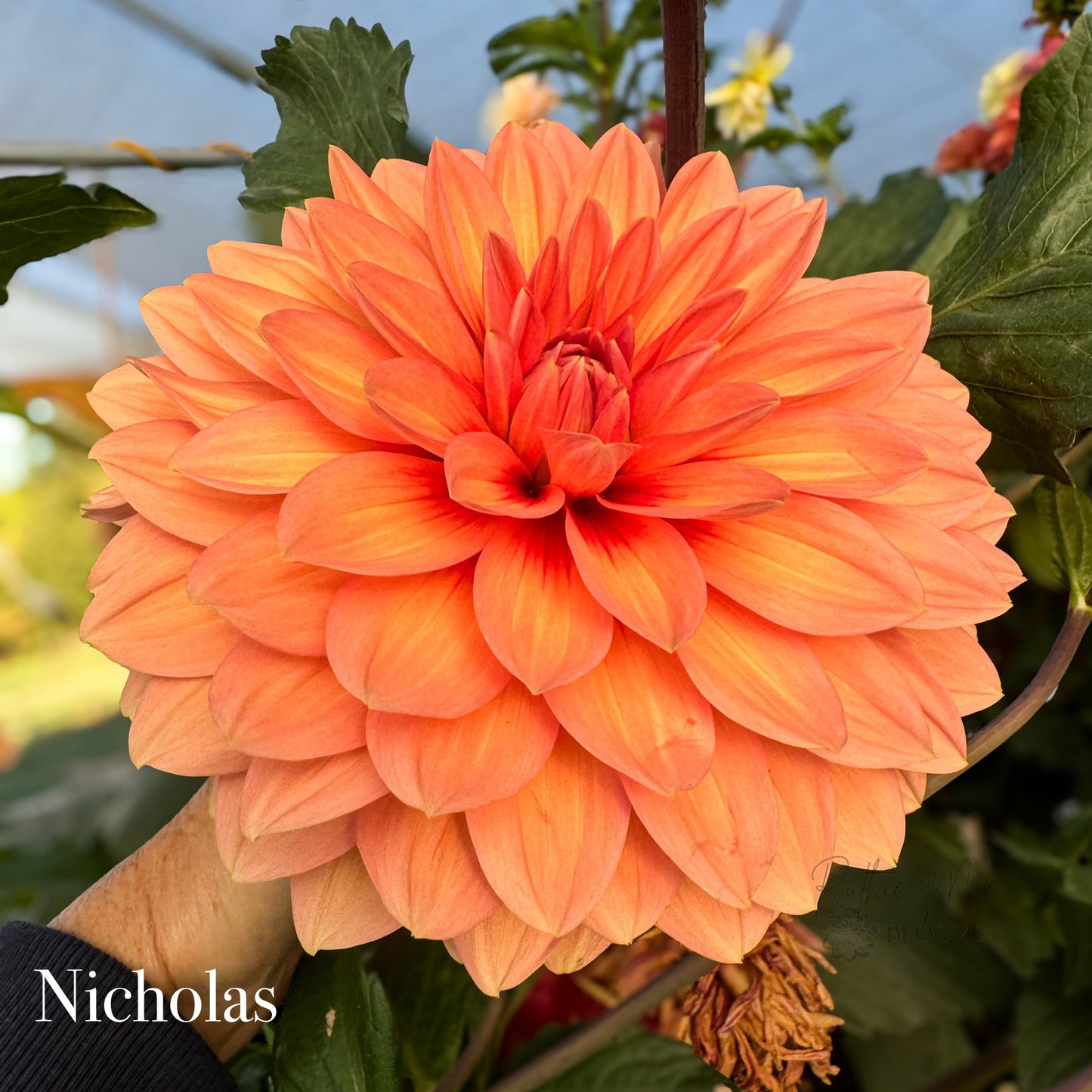 Nicholas