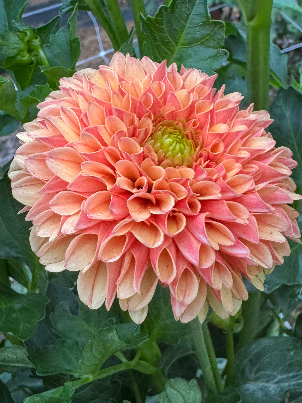 Amber Queen