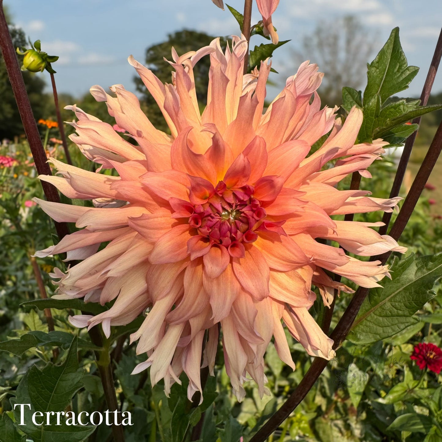 Terracotta