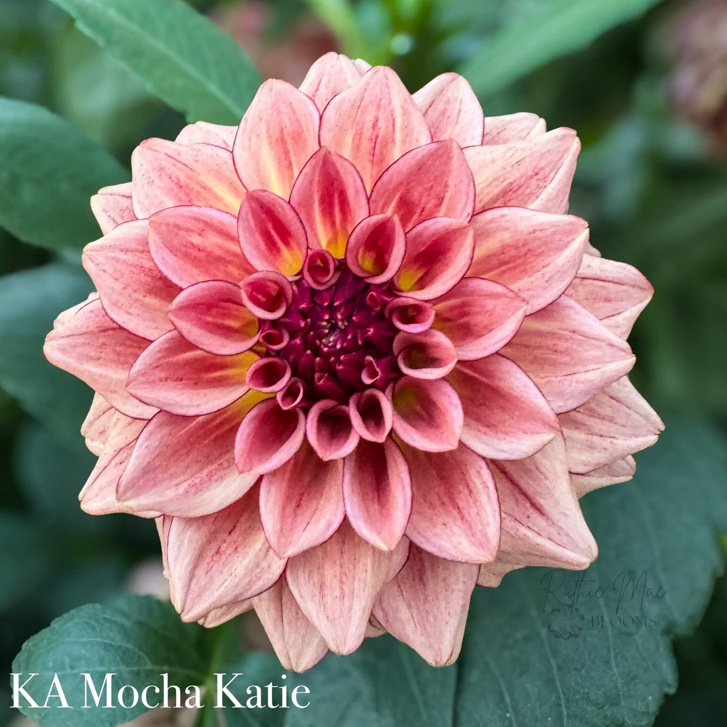 KA's Mocha Katie - LIMIT 1