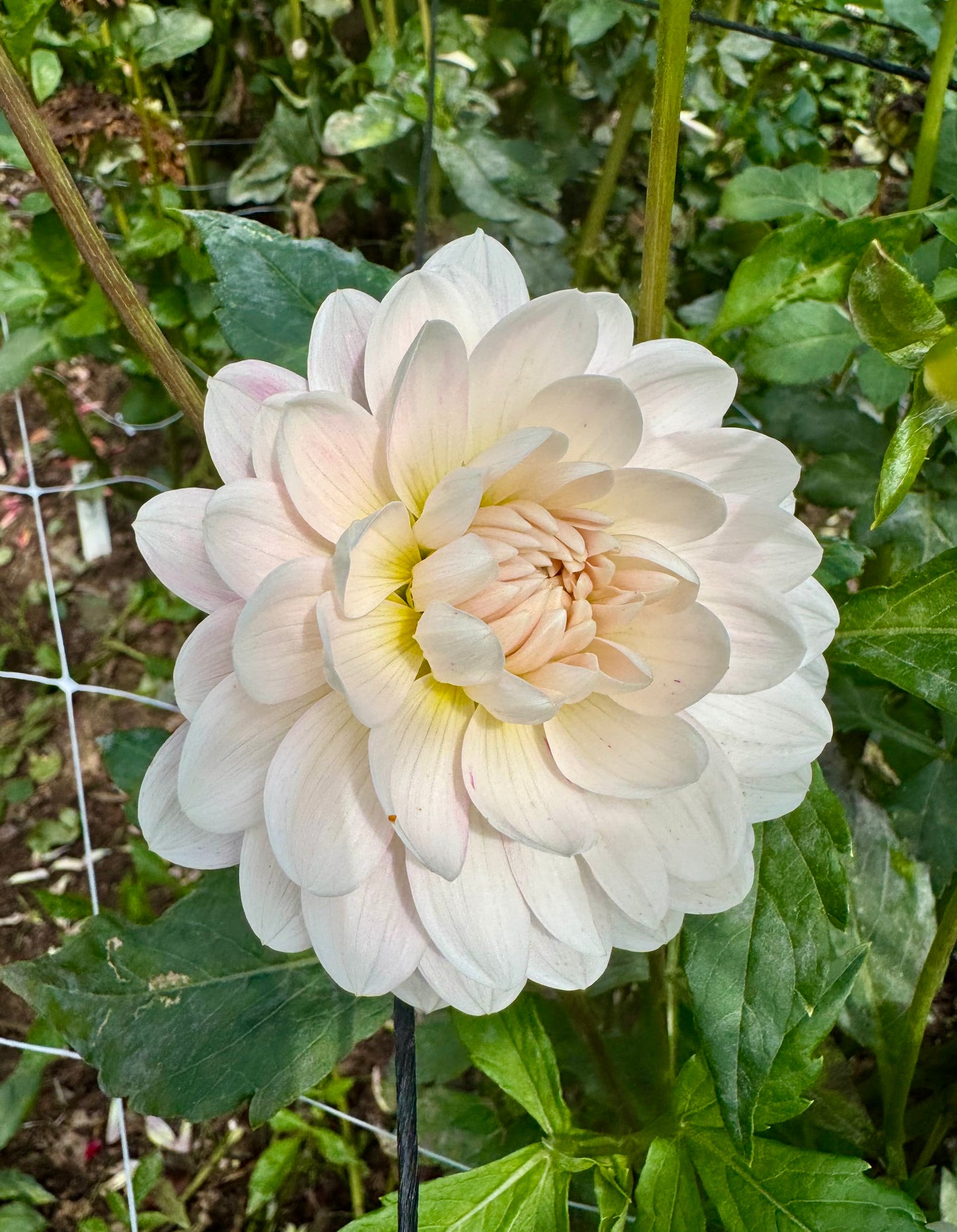 Kelgai Ann