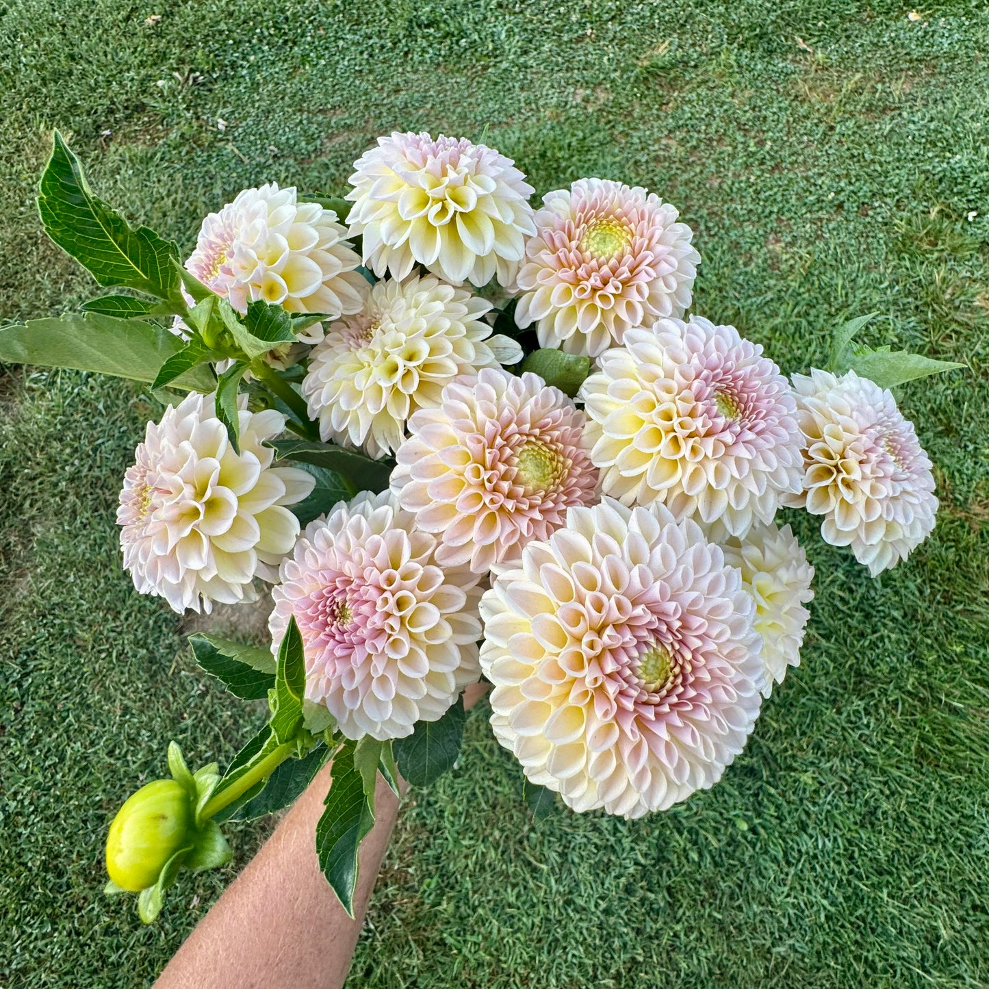 KA's Cinder Rose - LIMIT 1