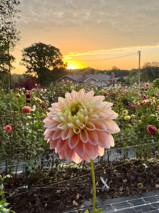 Sugartown Sunrise