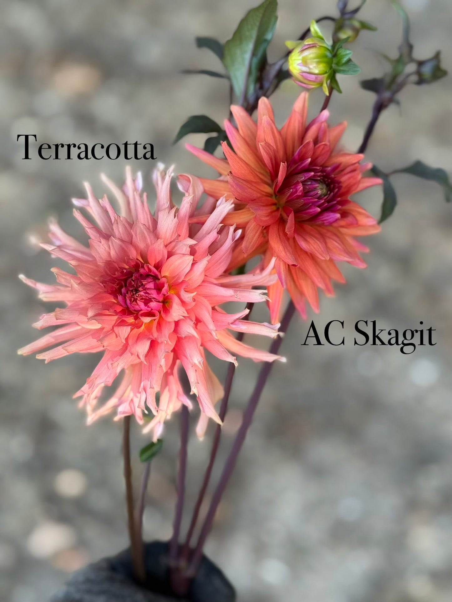 Terracotta
