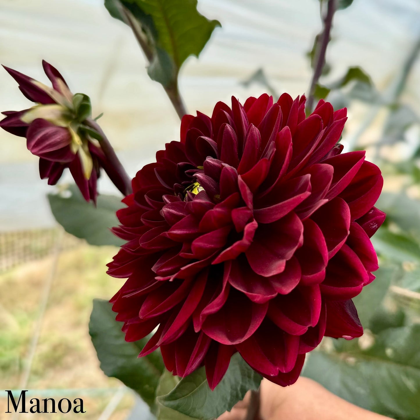 Manoa