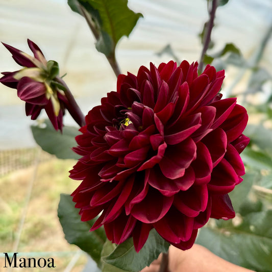Manoa