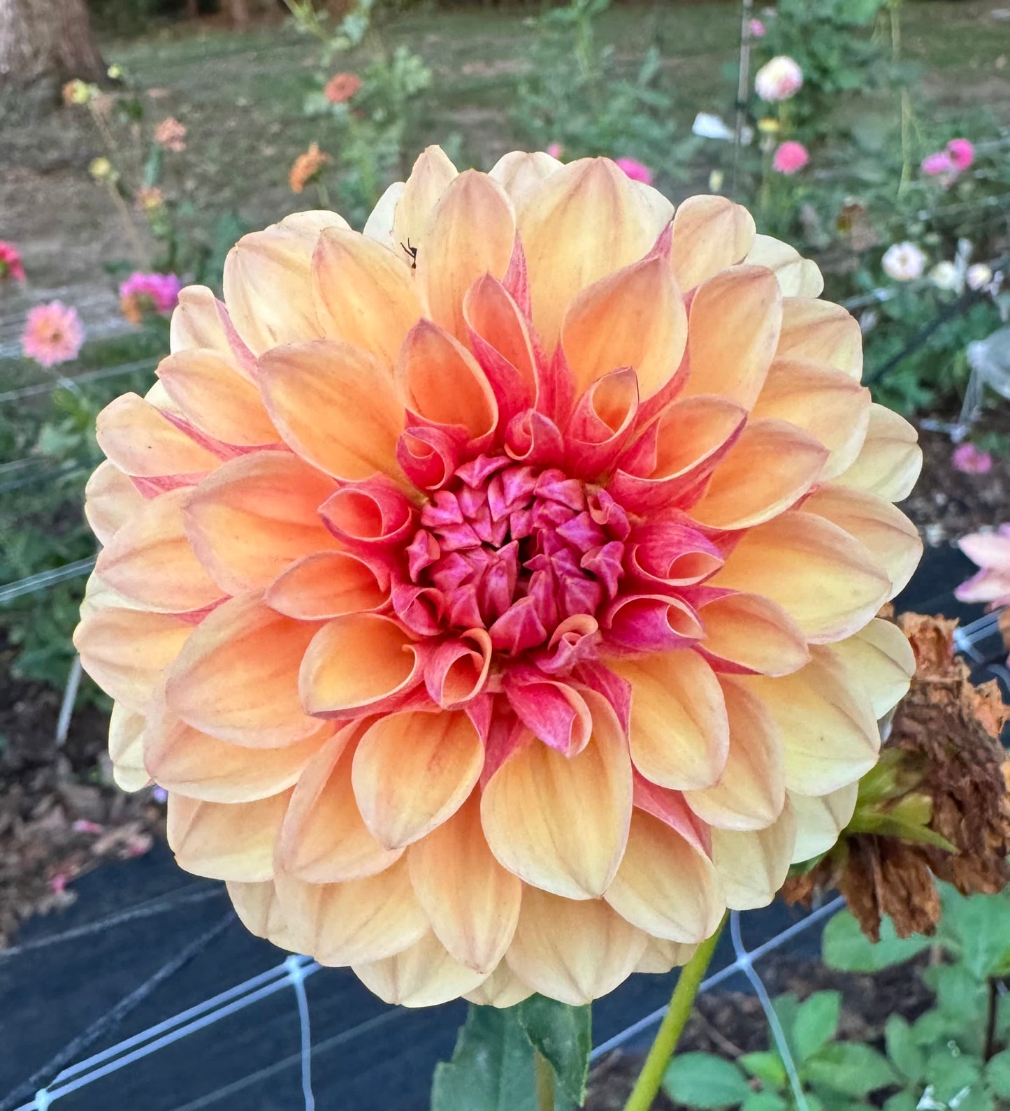 Lee's Golden Raspberry - LIMIT 1