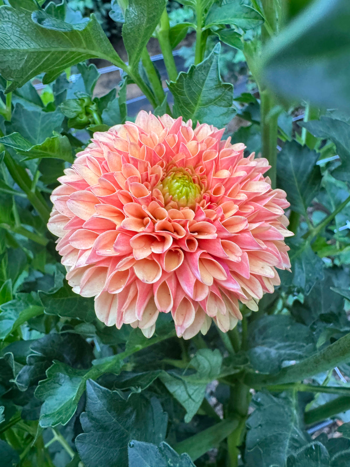 Amber Queen