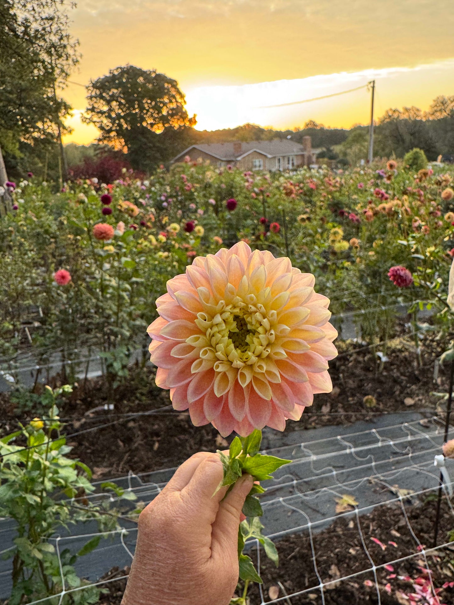 Sugartown Sunrise