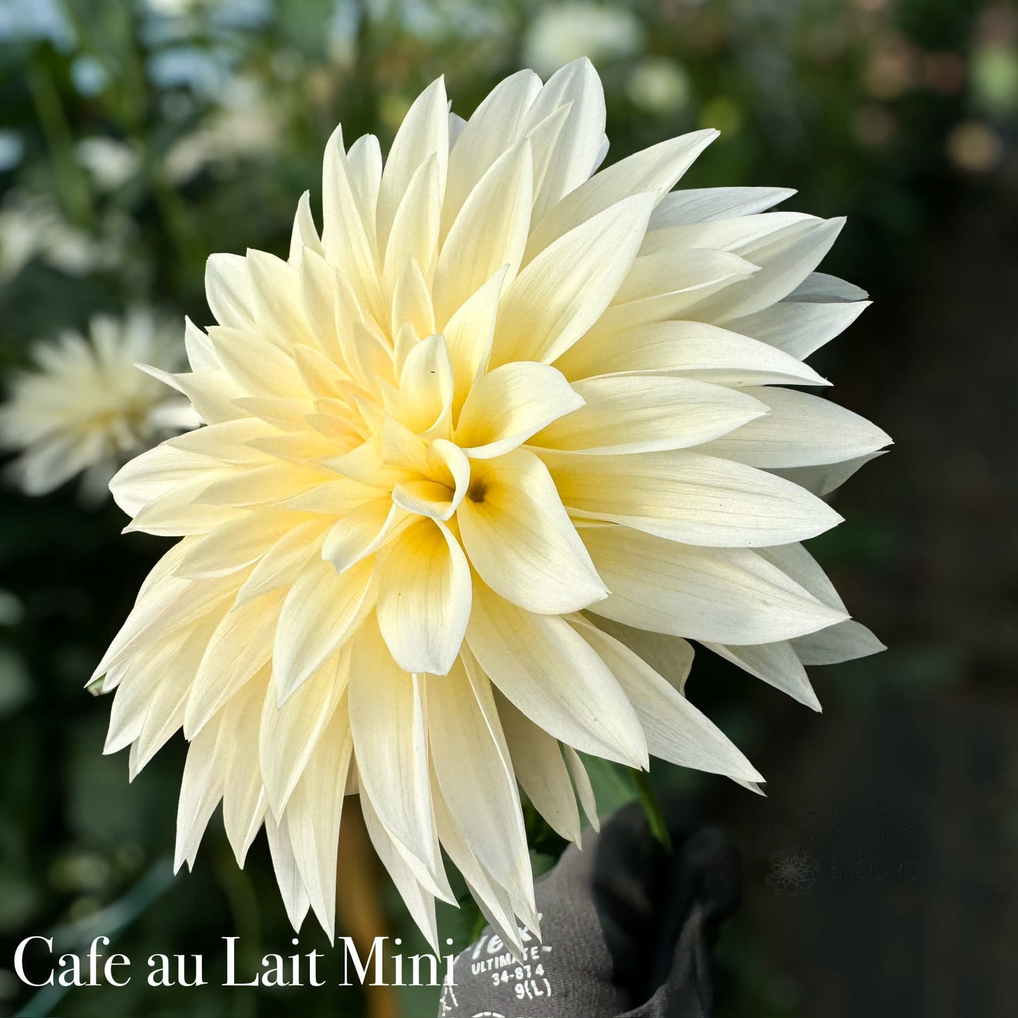 Cafe Au Lait Mini