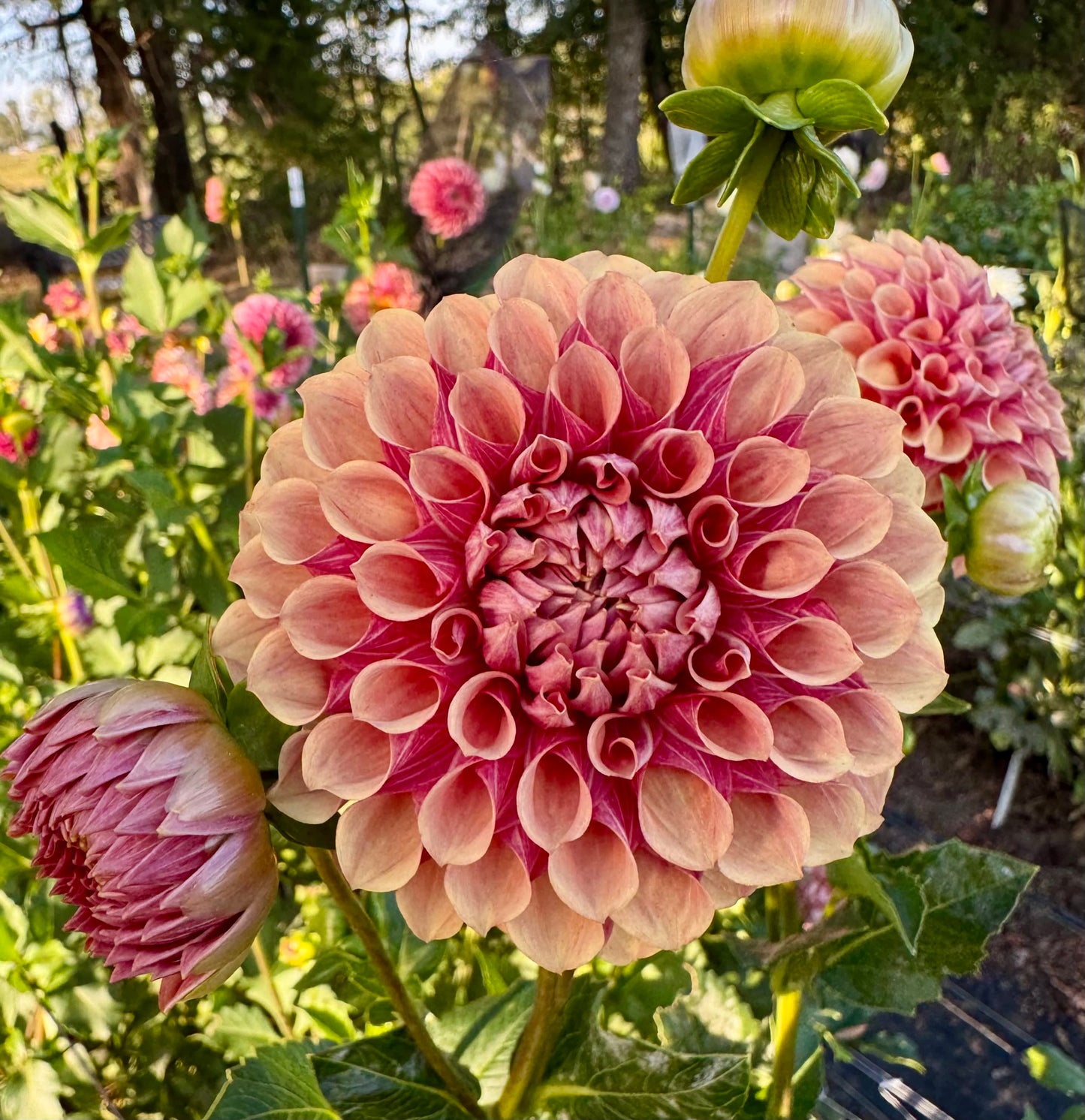 Burfoot Desert Rose