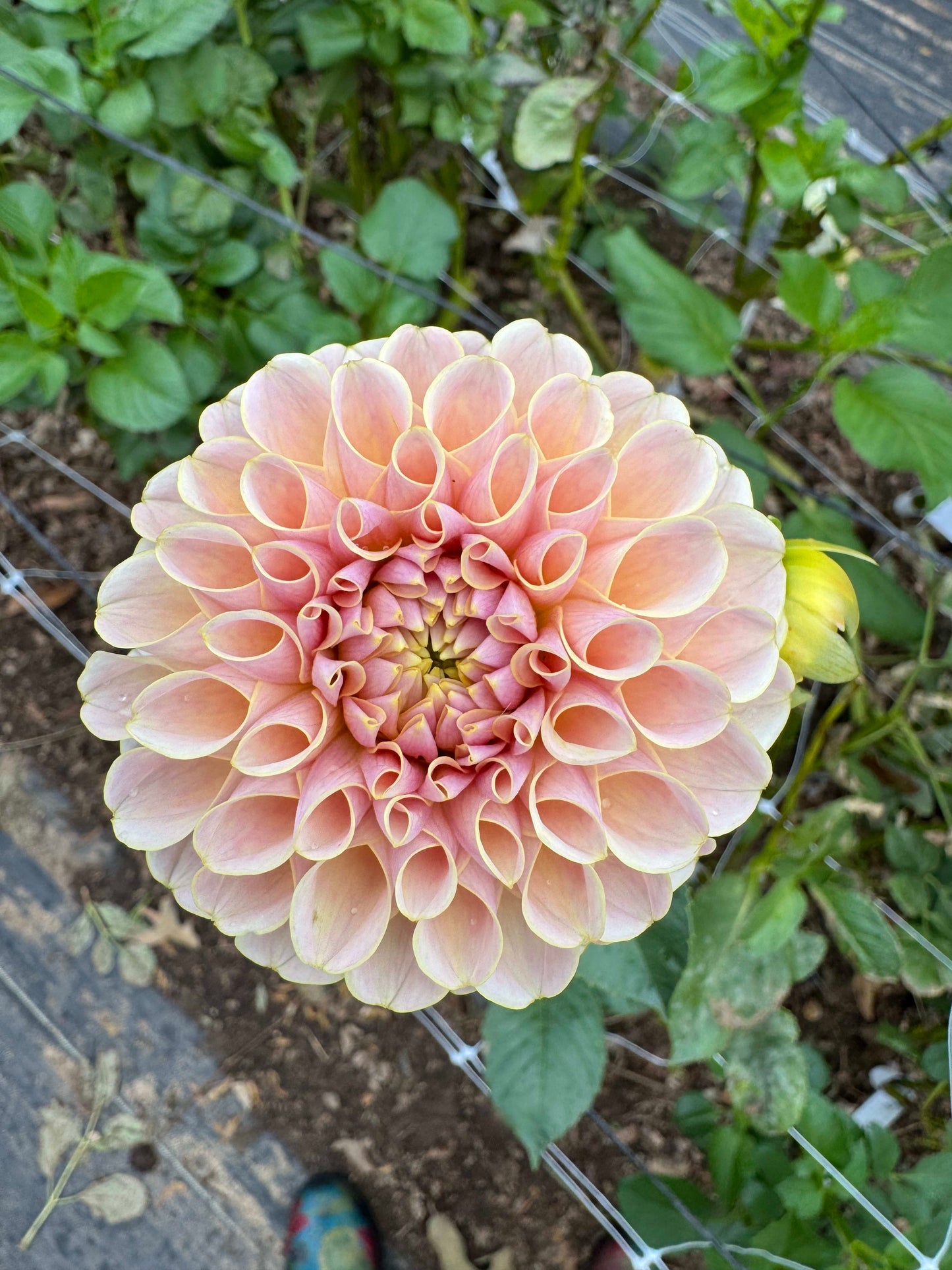 KA's Cinder Rose - LIMIT 1