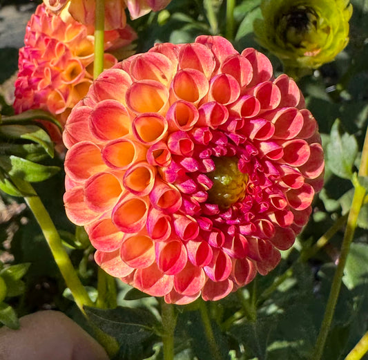 Rosemary Dawn