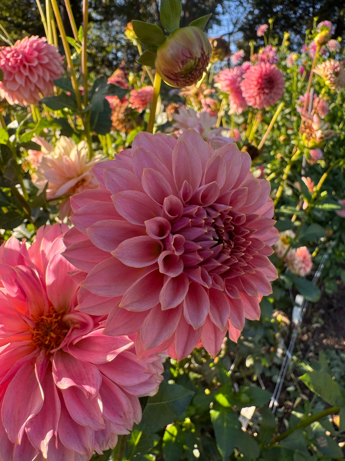 KA's Coral Sea  - LIMIT 1