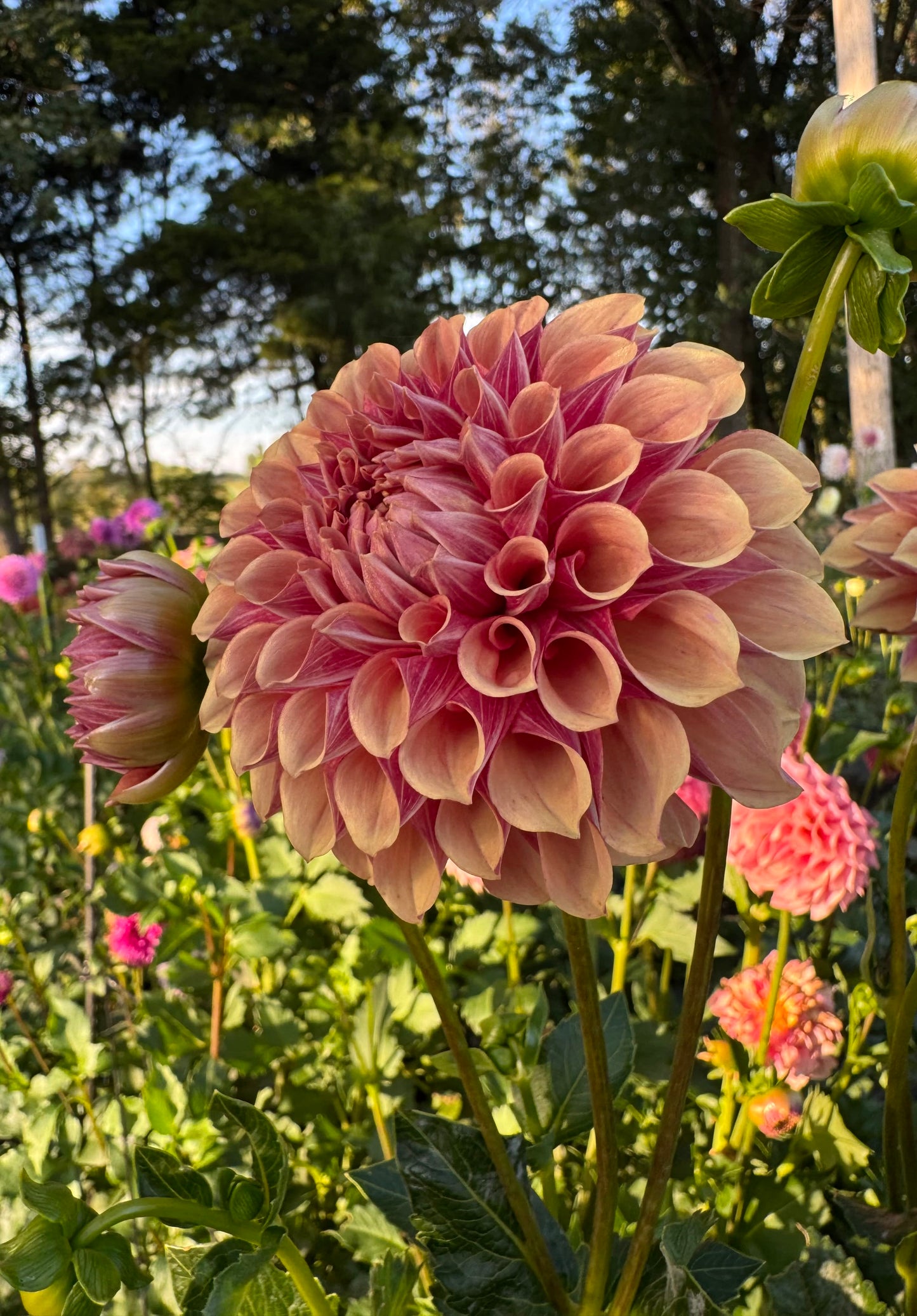 Burfoot Desert Rose