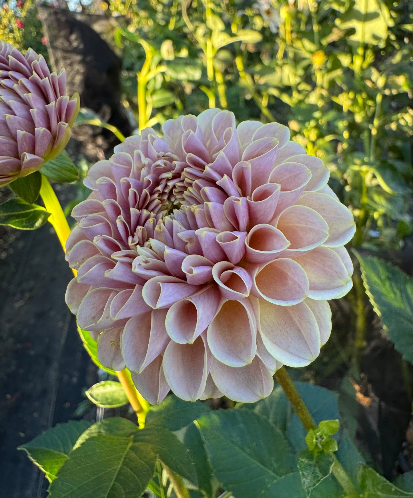 KA's Cinder Rose - LIMIT 1