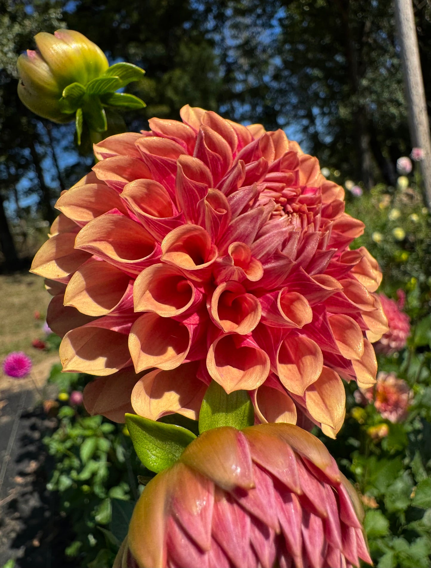 Burfoot Desert Rose