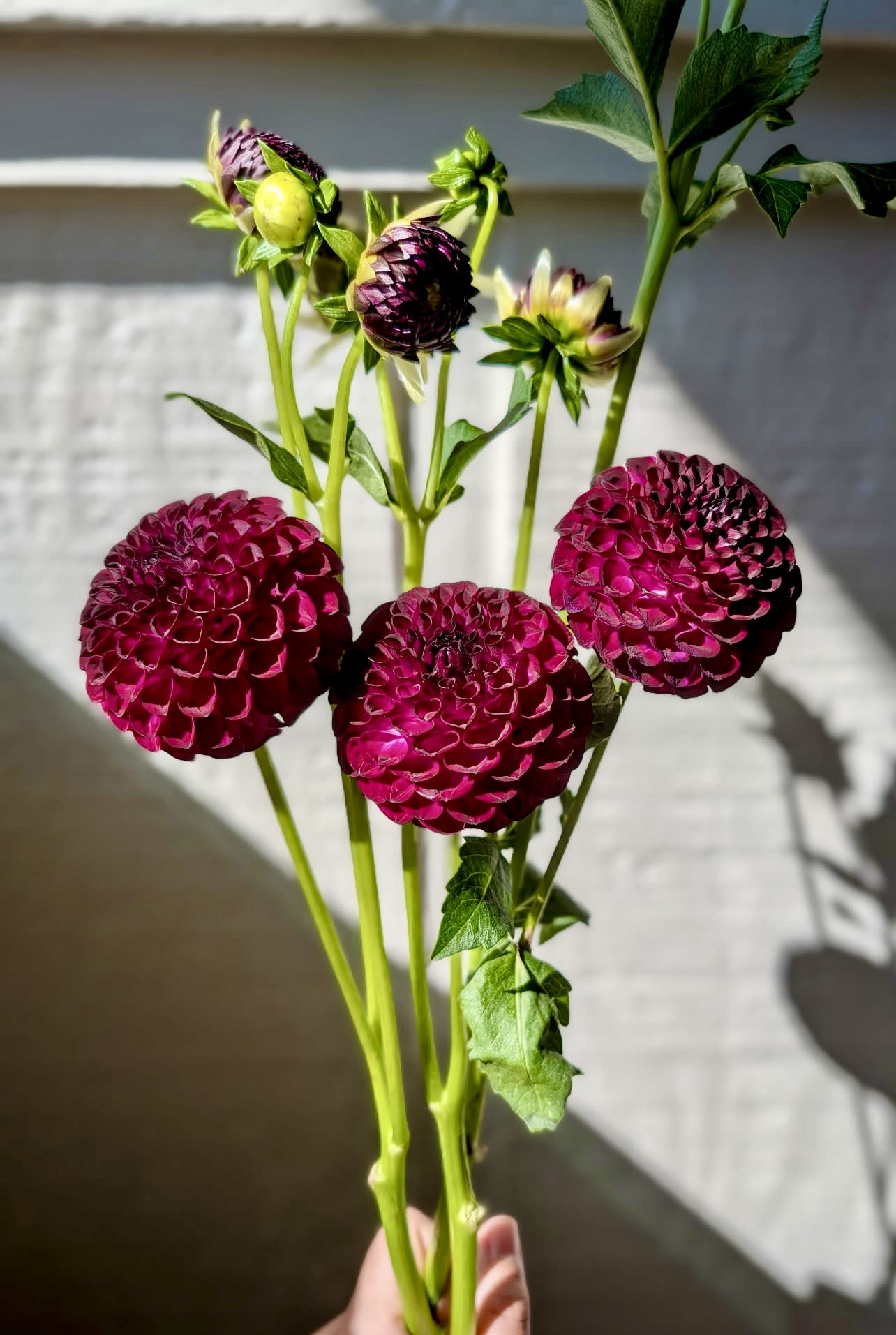 Downham Peggy - LIMIT 1