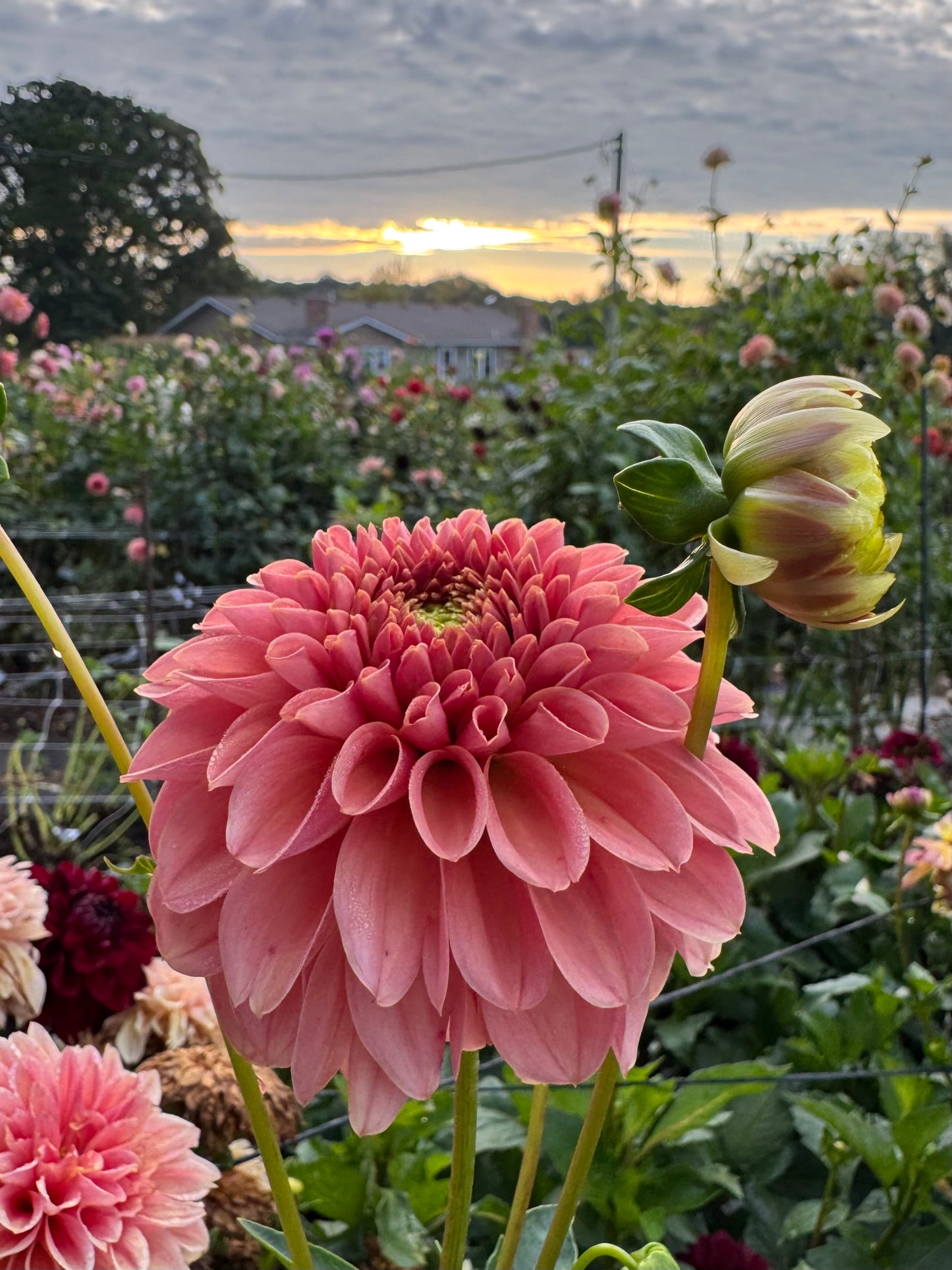 KA's Apricot Jam - LIMIT 1