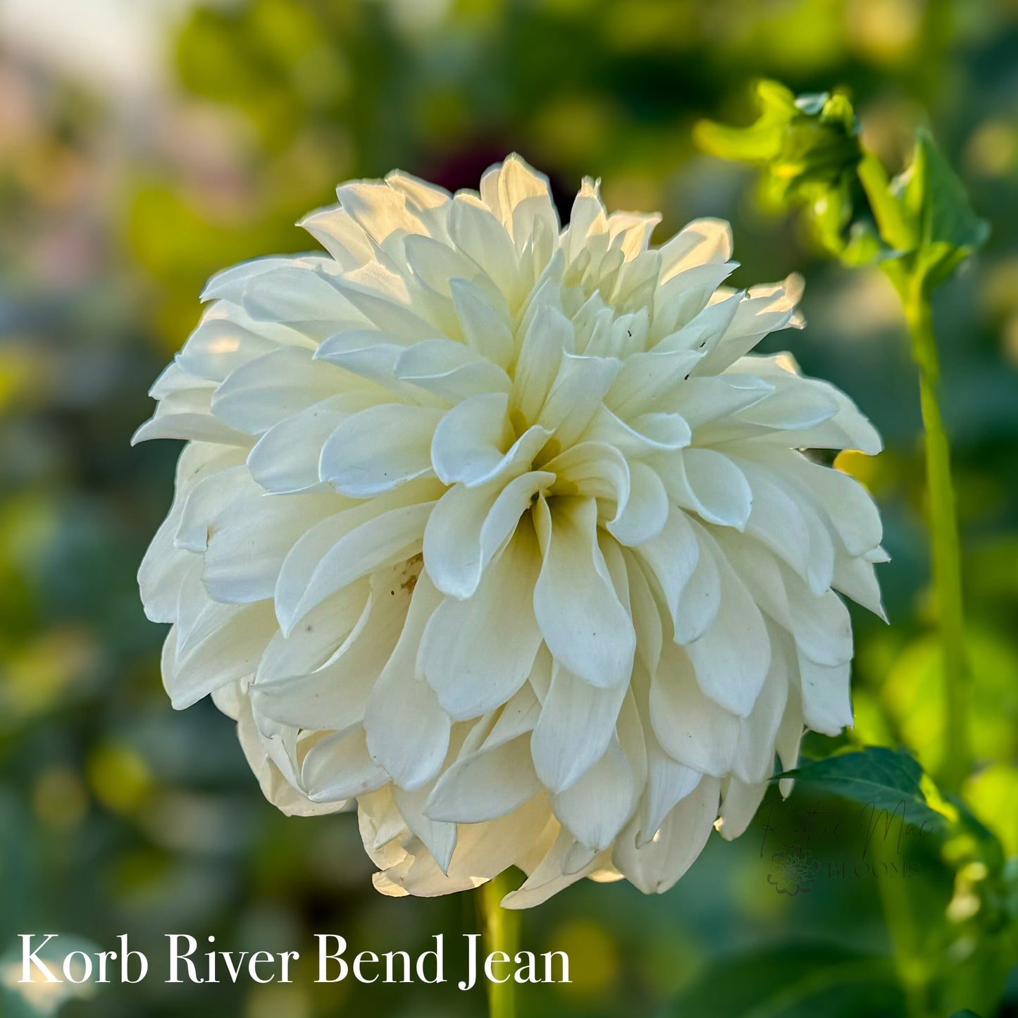 Korb River Bend Jean