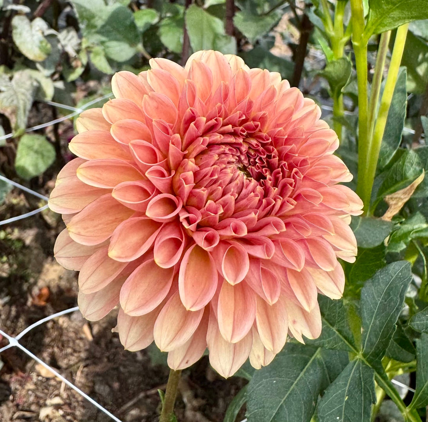 KA's Apricot Jam - LIMIT 1