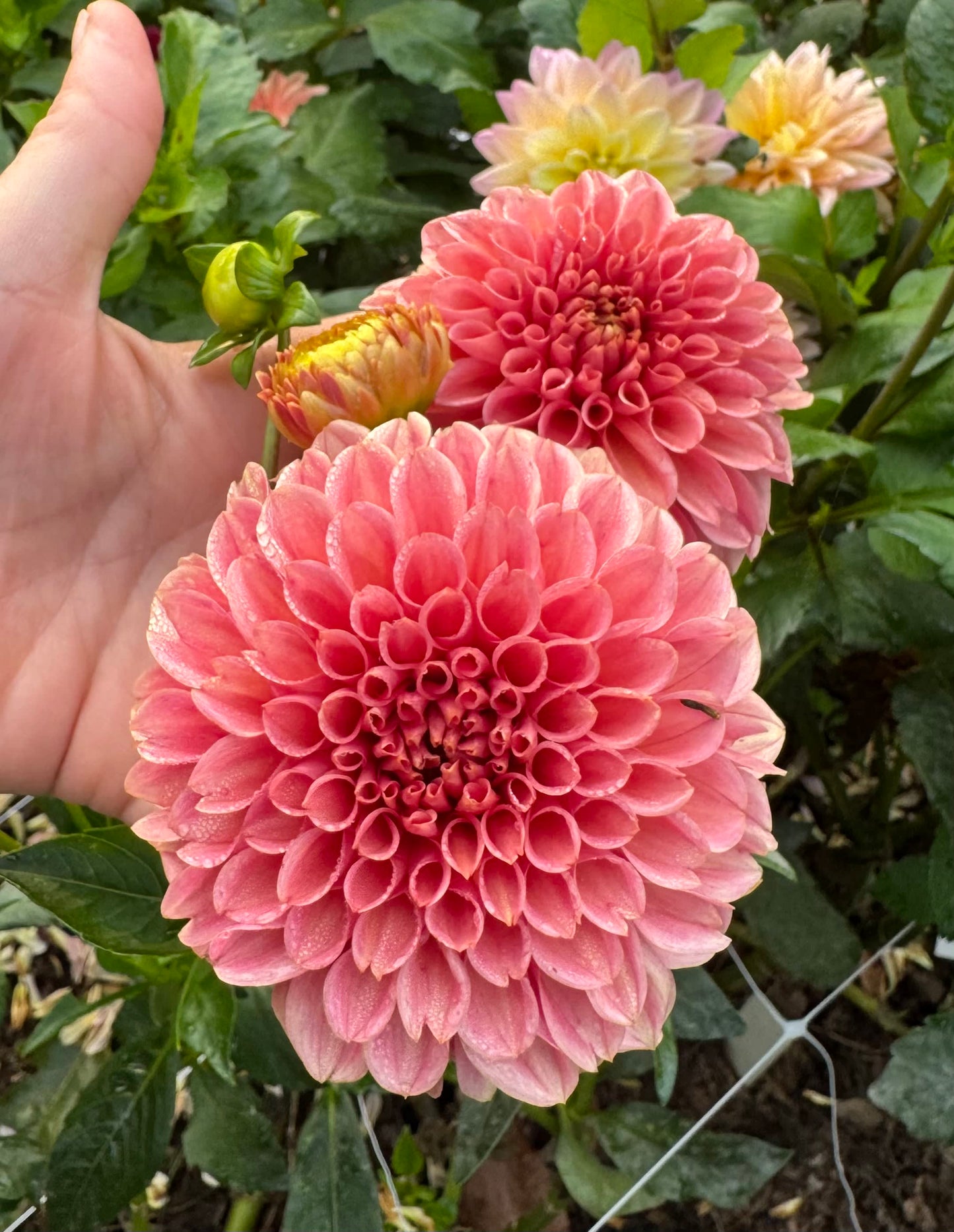 KA's Apricot Jam - LIMIT 1