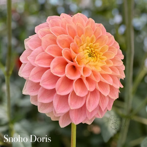 Snoho Doris