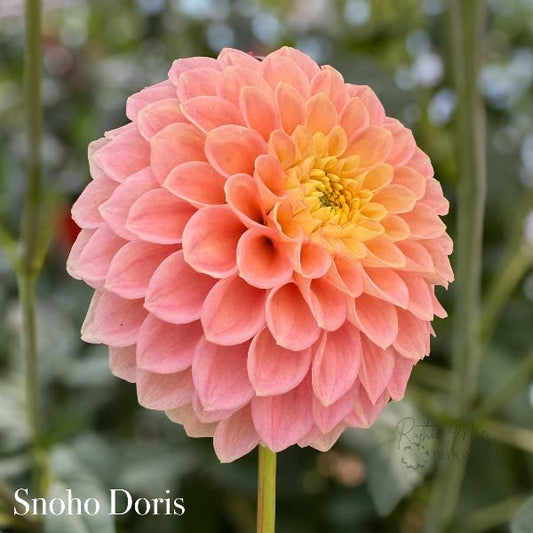 Snoho Doris