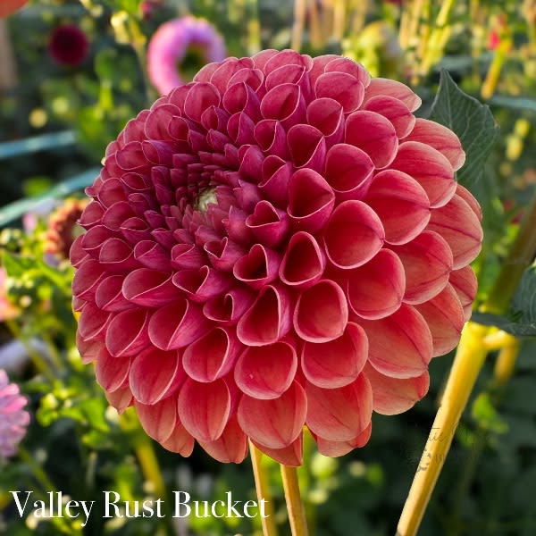 Valley Rust Bucket