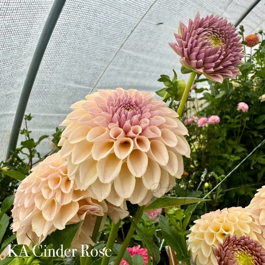 KA's Cinder Rose - LIMIT 1