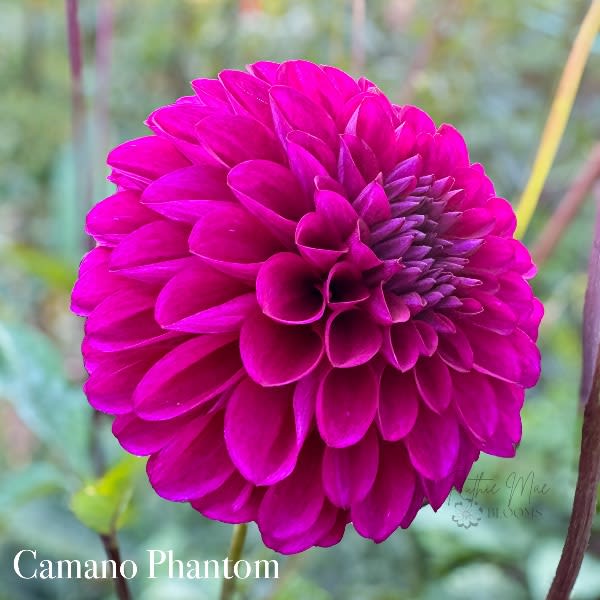 Camano Phantom