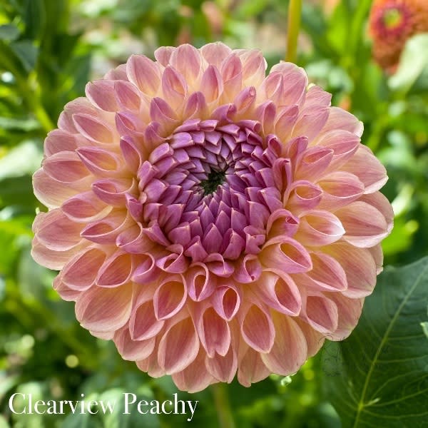 Clearview Peachy