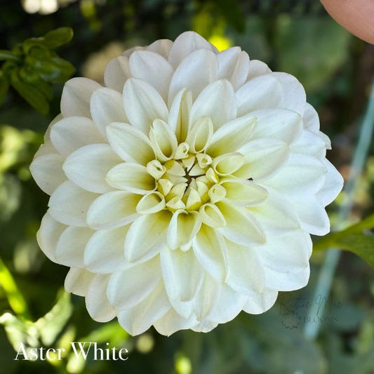 White Aster