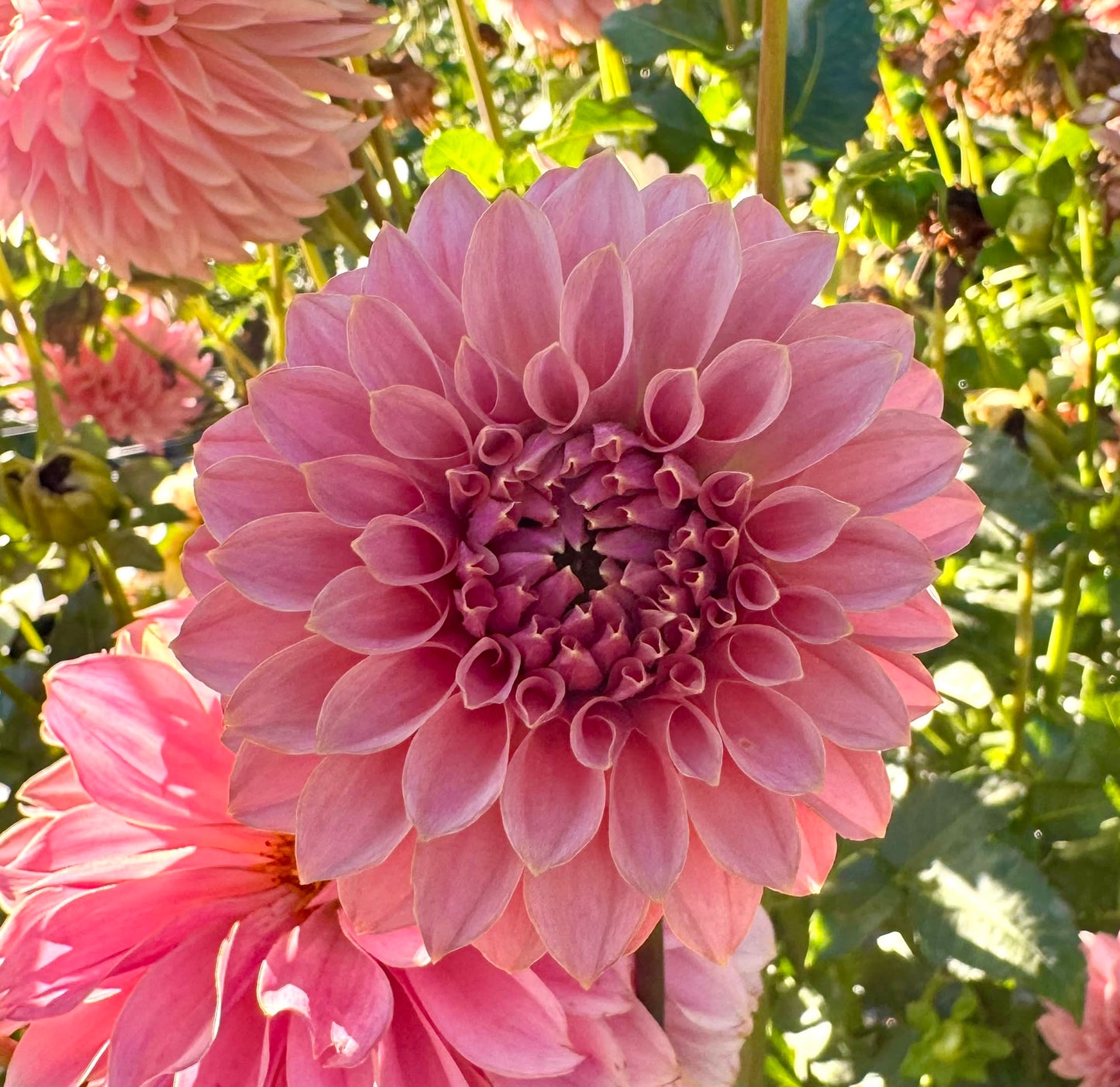 KA's Coral Sea  - LIMIT 1